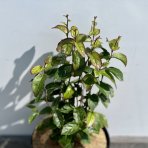 Parócia perzská (Parrotia persica) ´PERSIAN SPIRE´ - výška 30-50 cm, kont. C2L